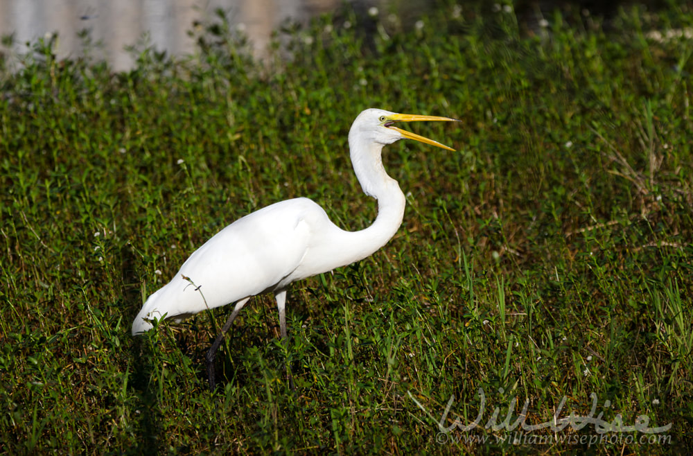 White Great Egret long-legged wading bird Picture