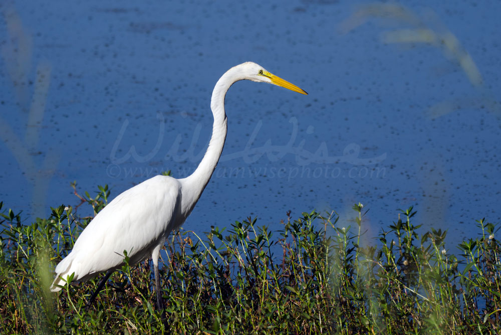 White Great Egret long-legged wading bird Picture