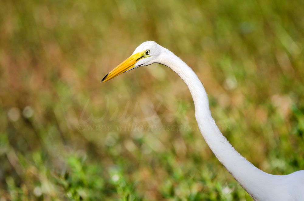 White Great Egret long-legged wading bird Picture