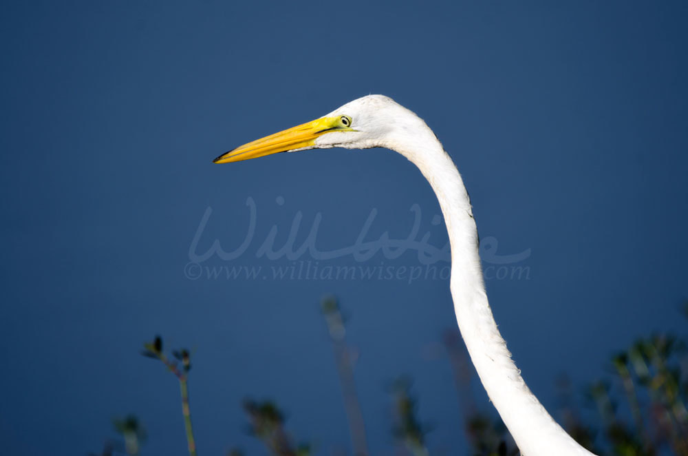 White Great Egret long-legged wading bird Picture