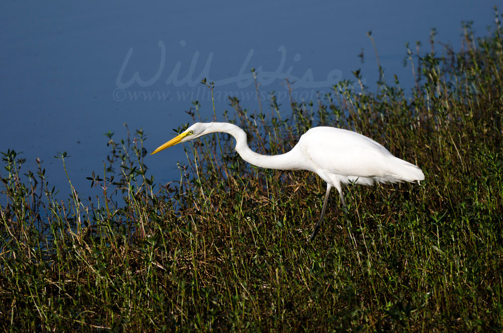 White Great Egret long-legged wading bird Picture