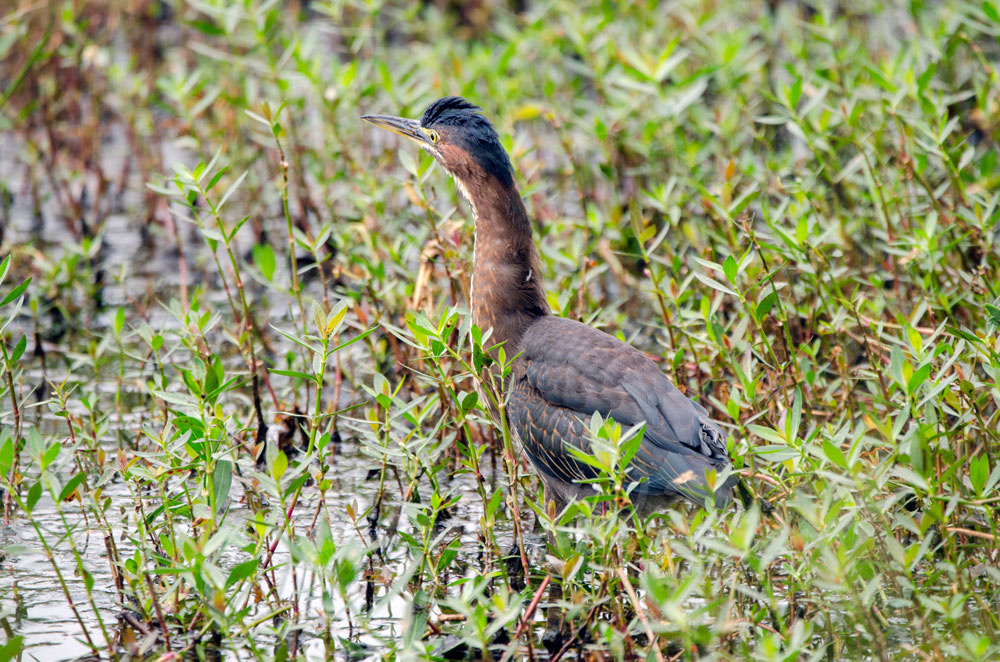 Green Heron camouflaged in pond vegetation Picture