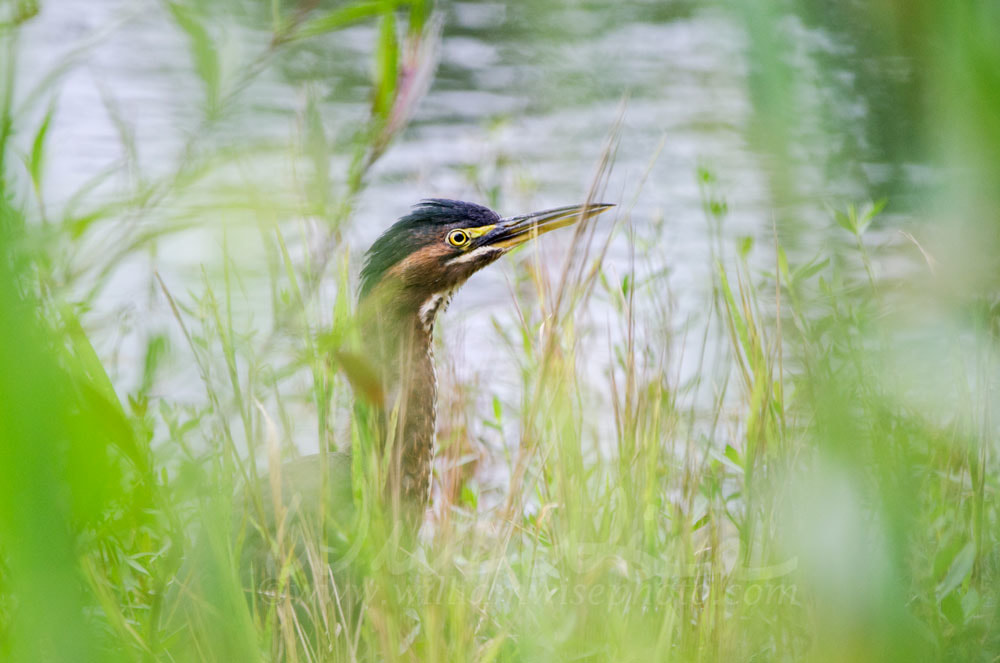 Green Heron camouflaged in pond vegetation Picture