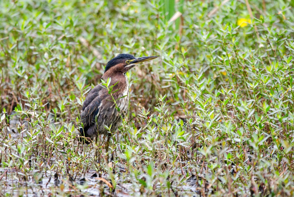 Green Heron camouflaged in pond vegetation Picture