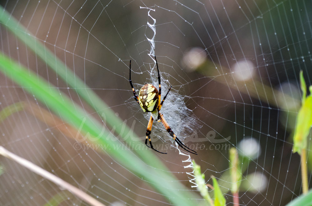 Yellow Garden Spider Web Picture