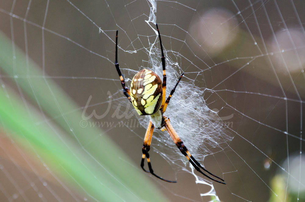 Yellow Garden Spider Web Picture
