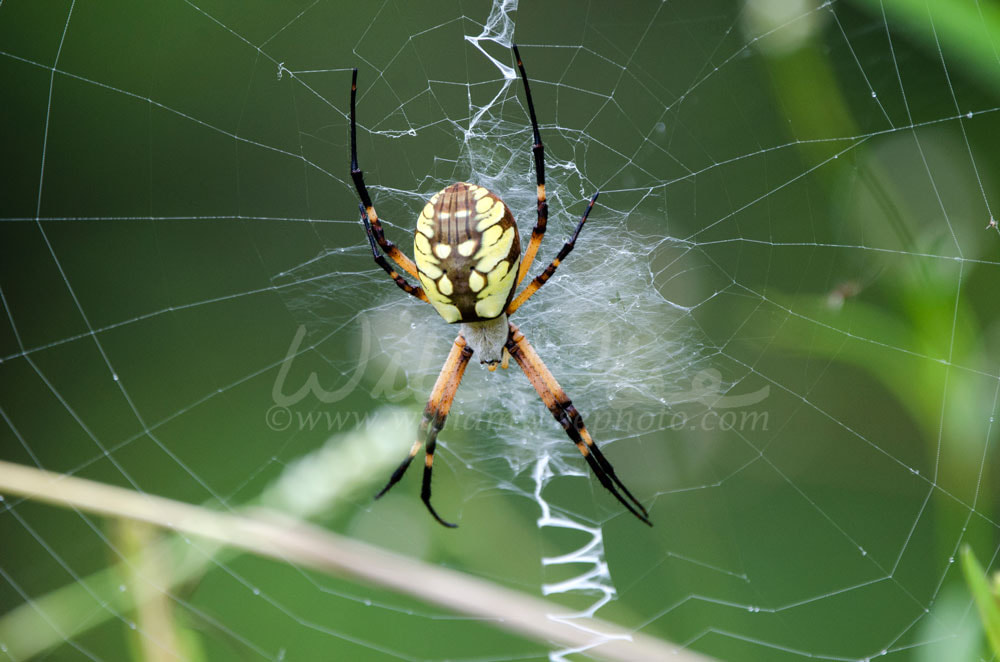 Yellow Garden Spider Web Picture