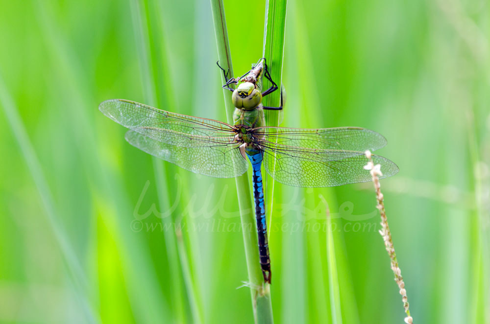 Common Green Darner Dragonfly, Georgia, USA Picture