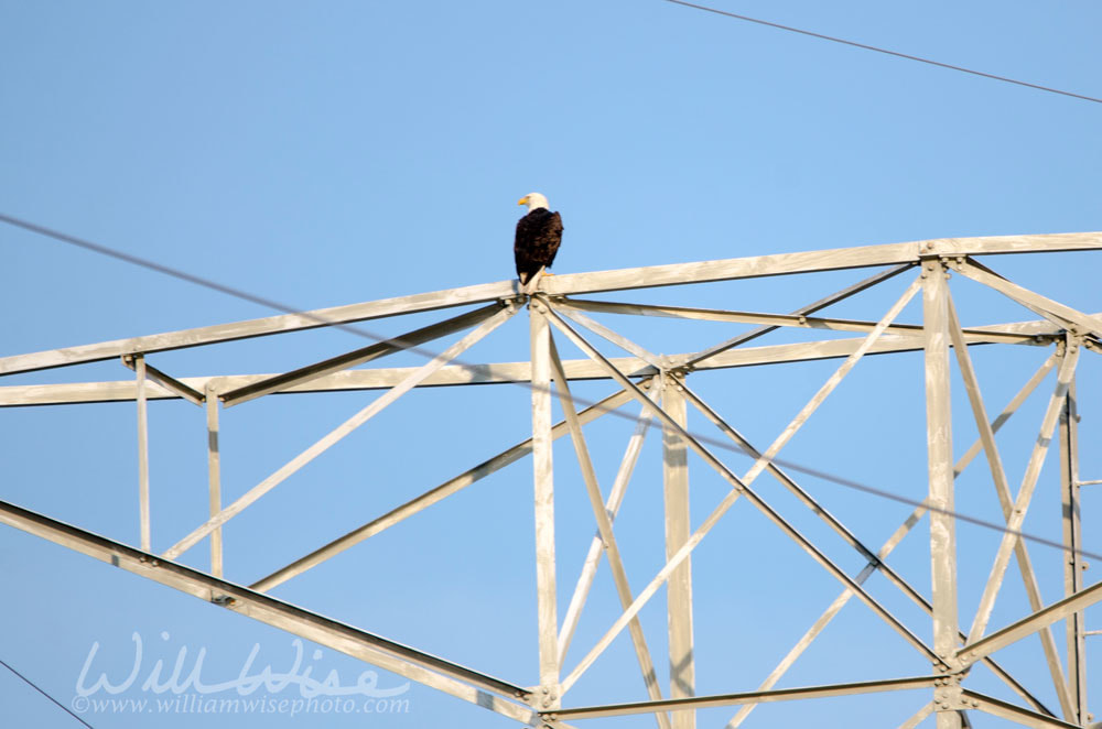 Bald Eagle Hilton Head Island Picture