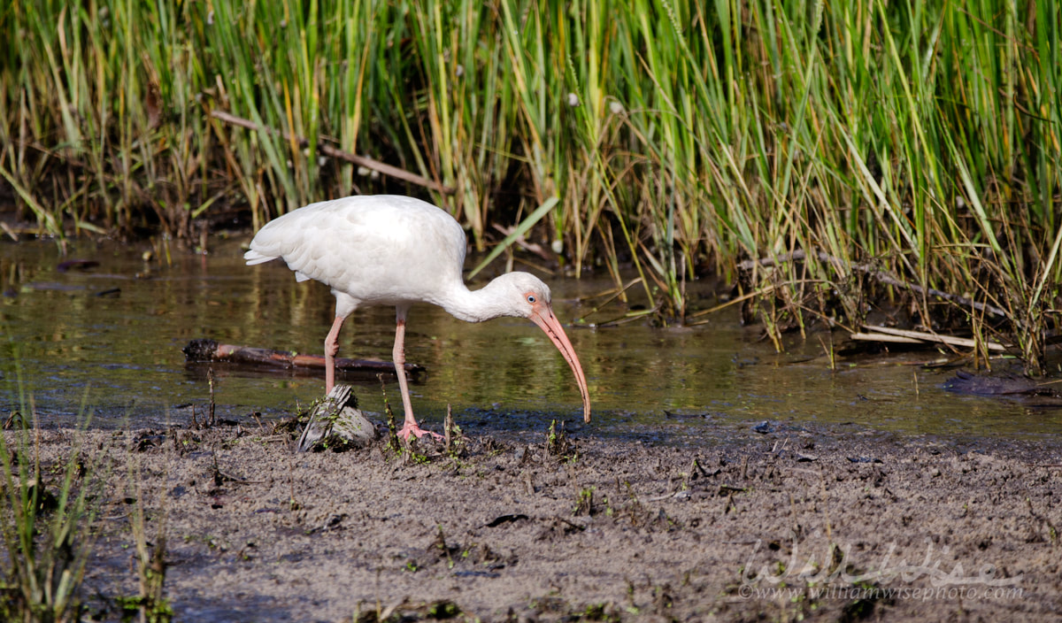 White Ibis wading bird foraging, Pickney Island National Wildlife Refuge Picture