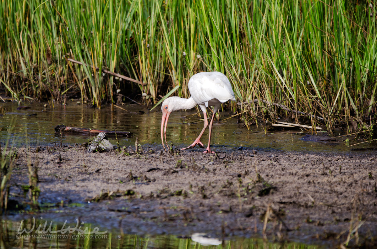 White Ibis wading bird foraging, Pickney Island National Wildlife RefugePicture