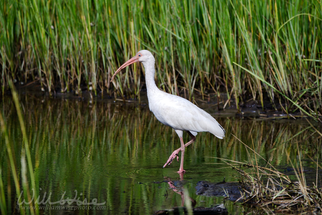 White Ibis Pickney Island Picture