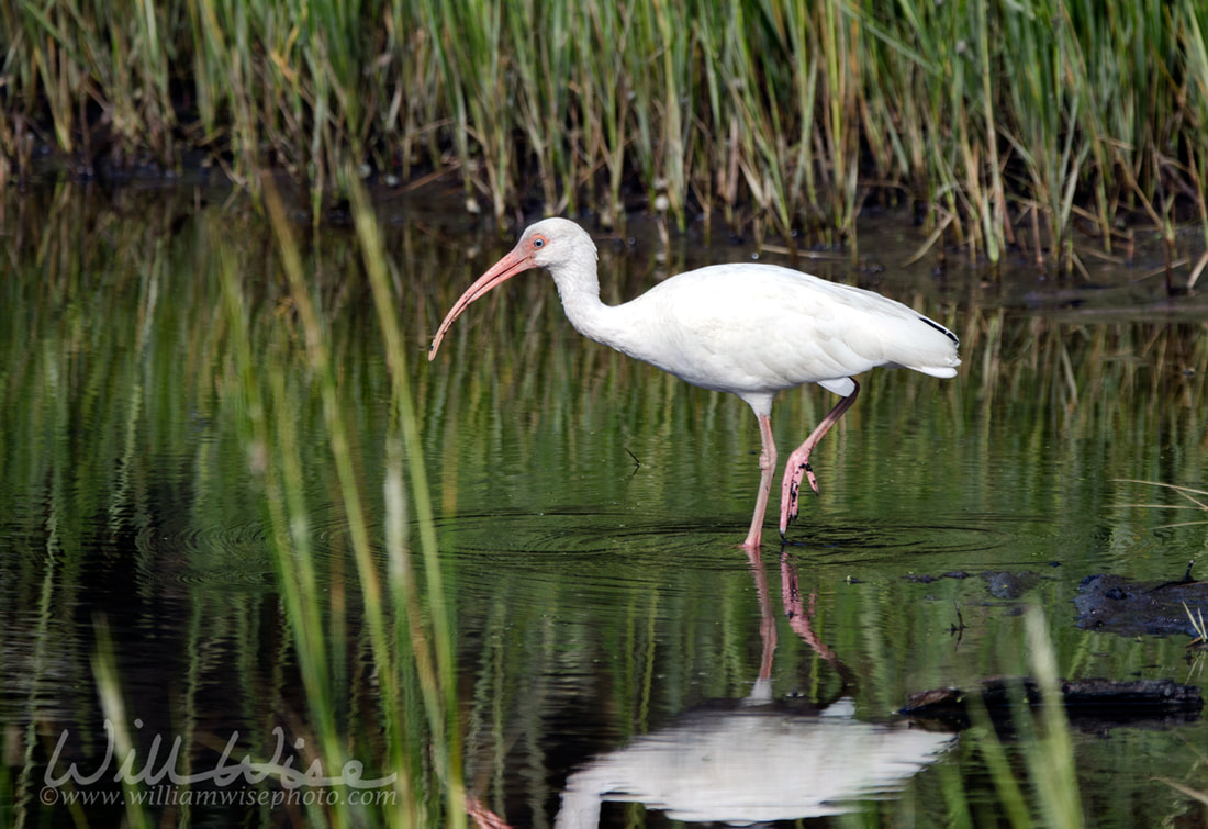 White Ibis wading bird foraging, Pickney Island National Wildlife Refuge, USA Picture