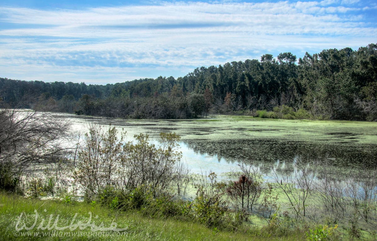 HDR Waterfowl pond on Pickney Island National Wildlife Refuge, USA Picture