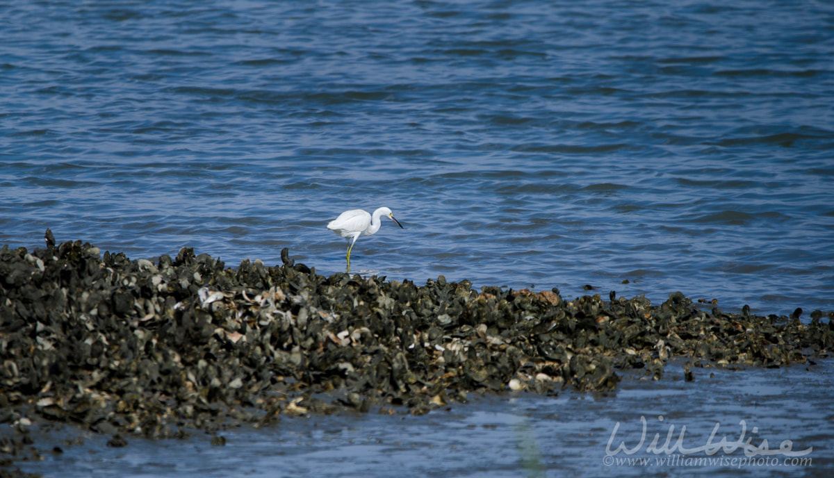 Little Blue Heron Picture