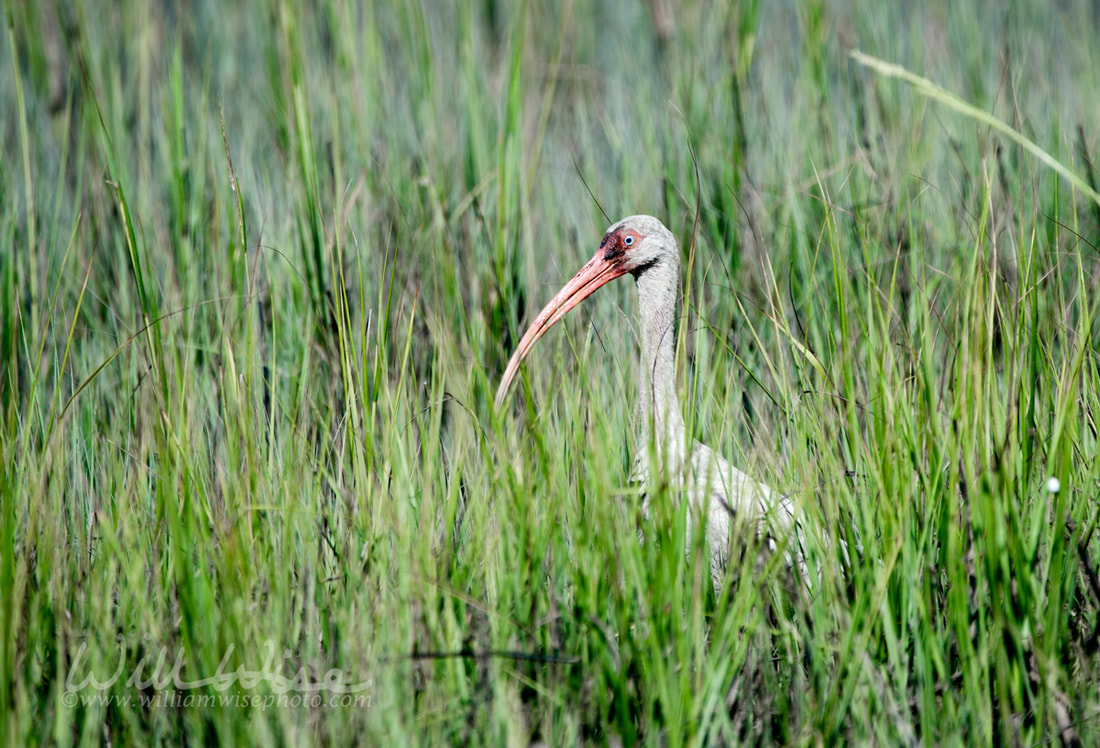 White Ibis Picture