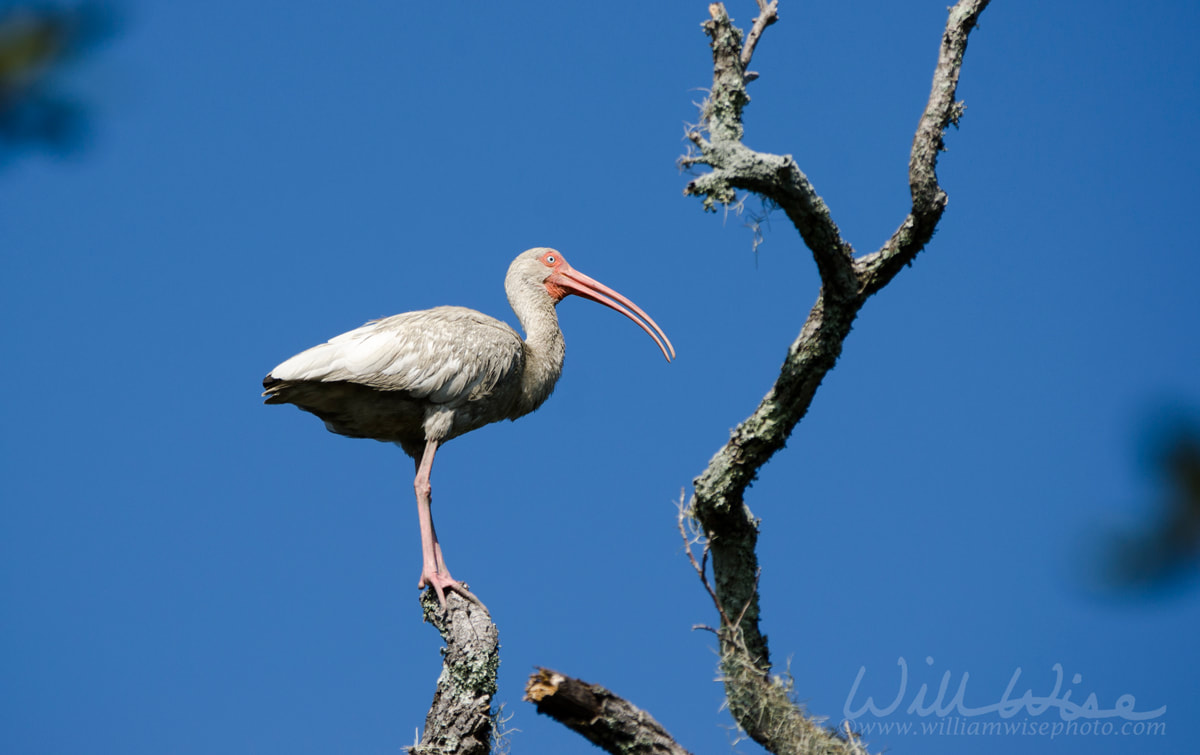 White Ibis Pickney Island Picture