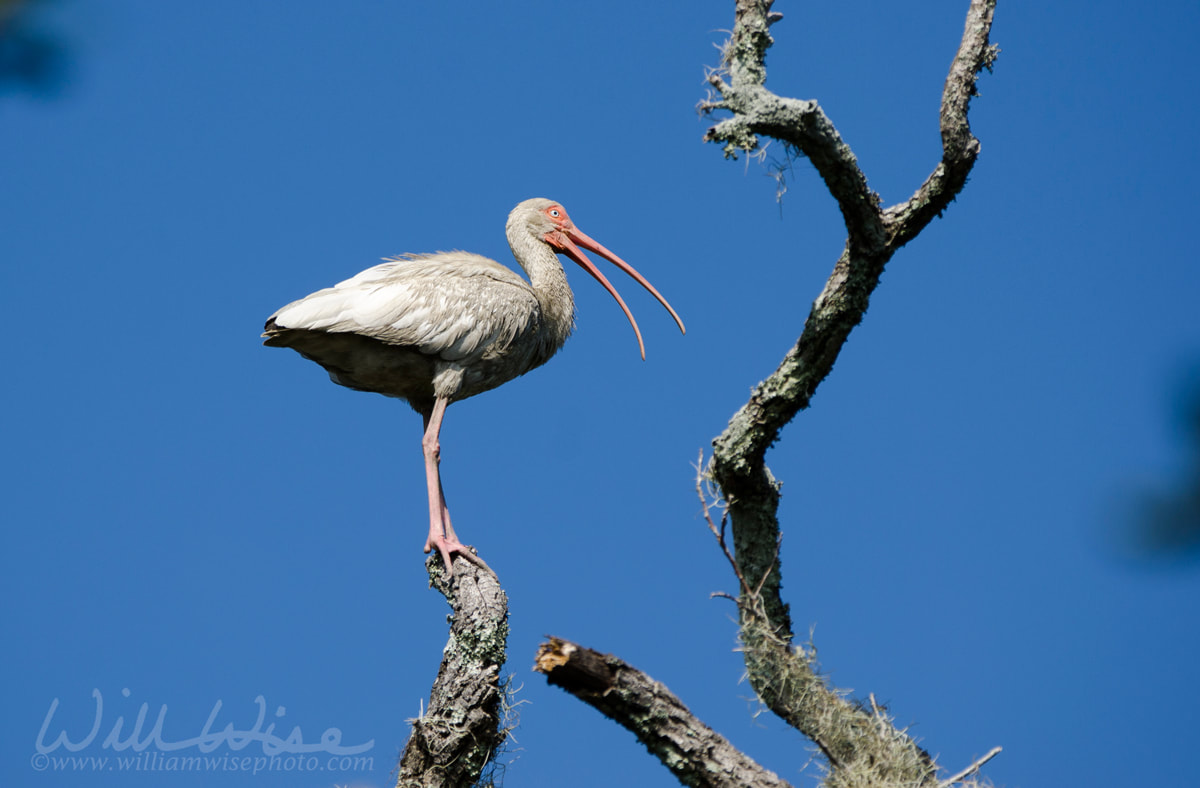 White Ibis Picture