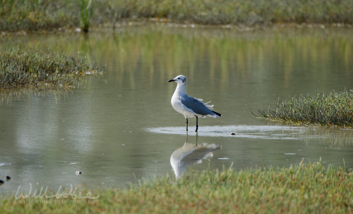 Laughing Gull Pickney Island Picture