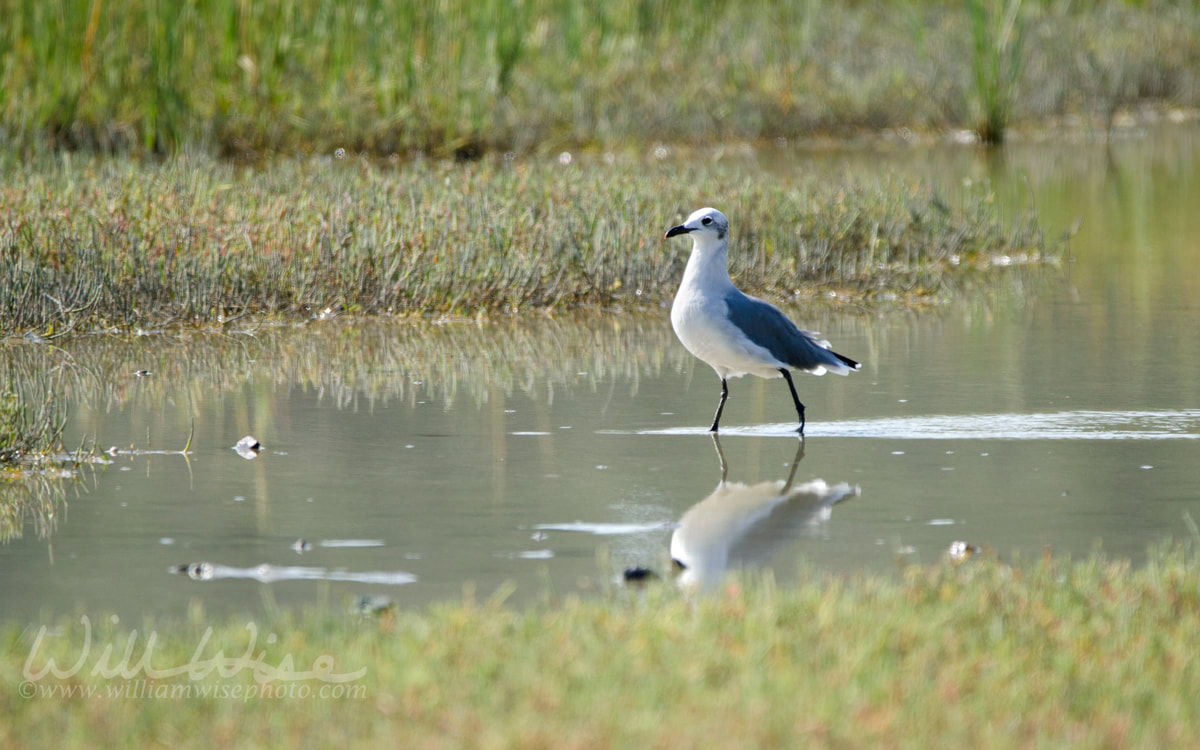Laughing Gull Picture