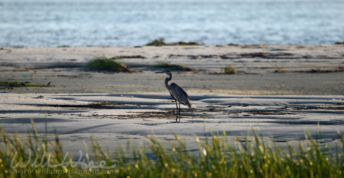 Great Blue Heron silhouette on beach, Hilton Head Island Picture