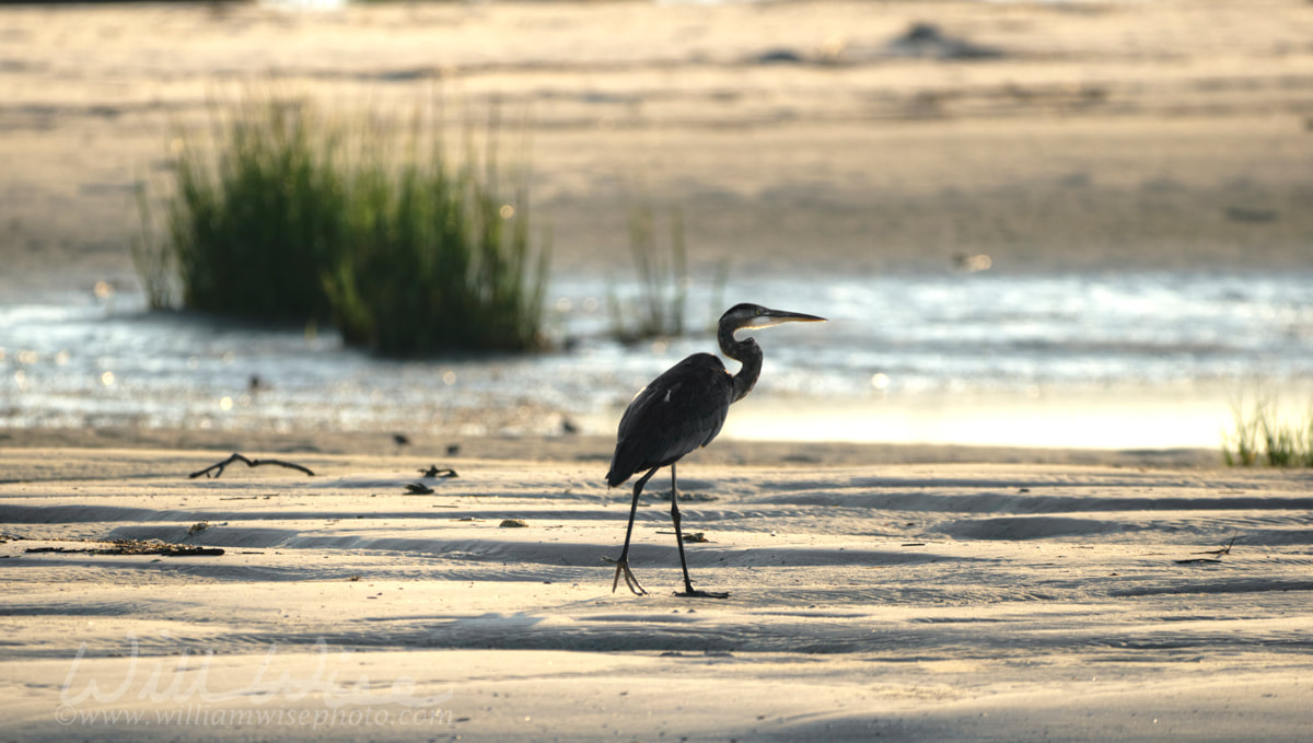 Great Blue Heron silhouette on beach, Hilton Head Island Picture