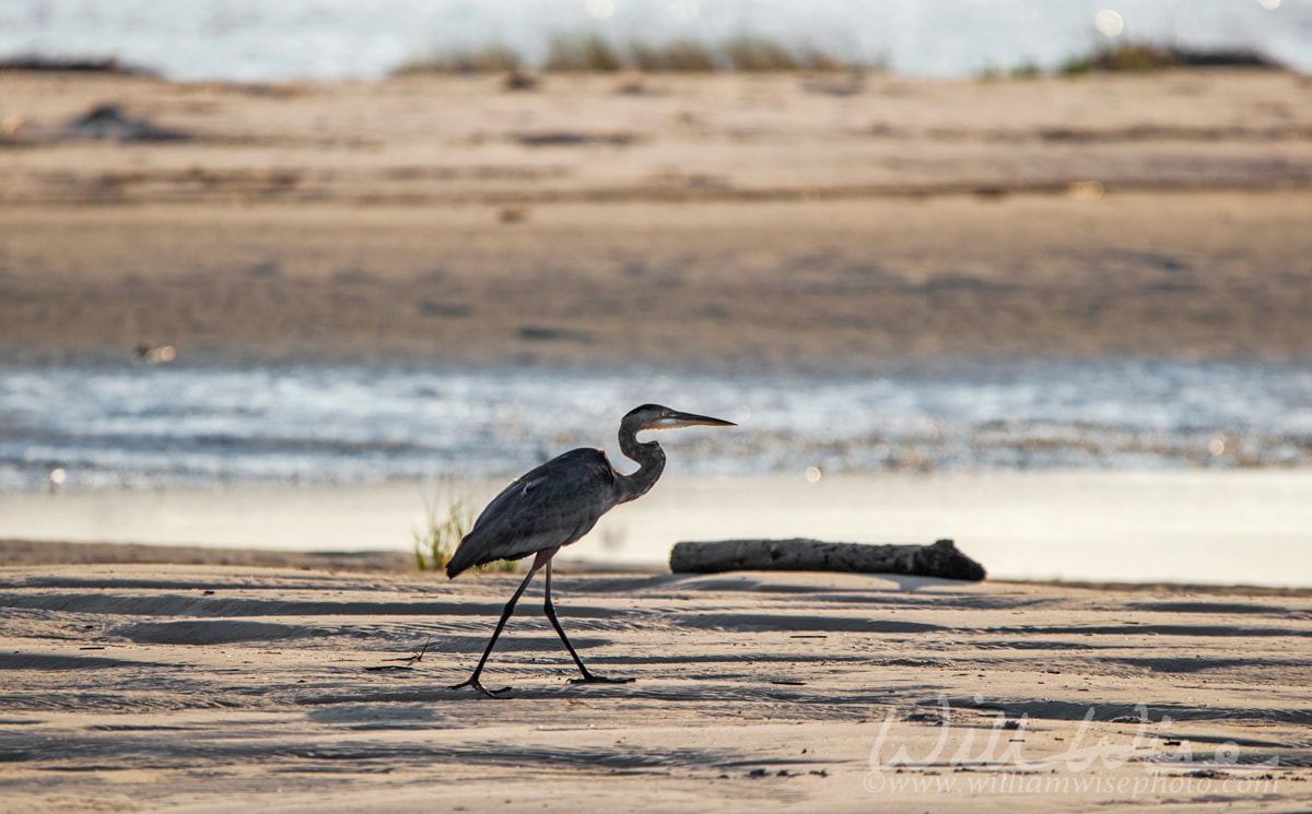 Great Blue Heron silhouette on beach, Hilton Head Island Picture