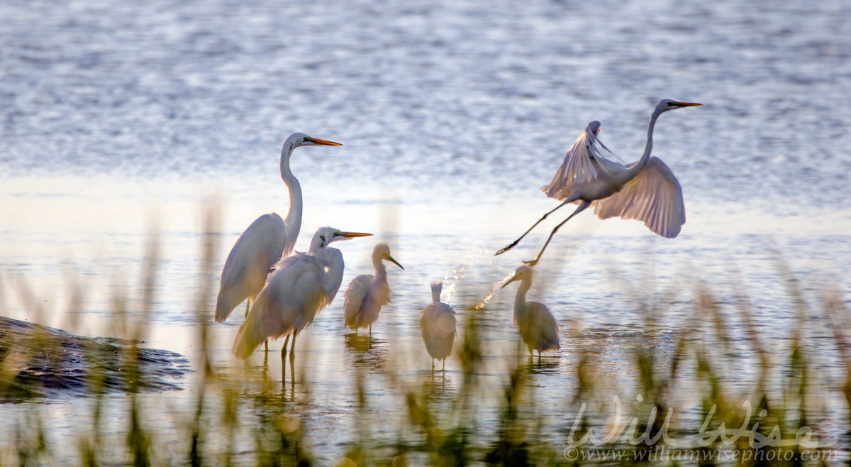 Shorebird Egrets and Herons, Hilton Head Island Picture