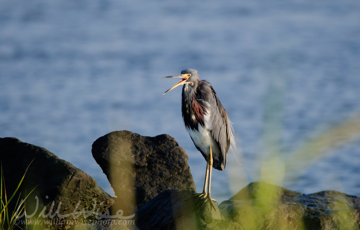 Tricolored Heron on rocky shore, Hilton Head Island, USA Picture