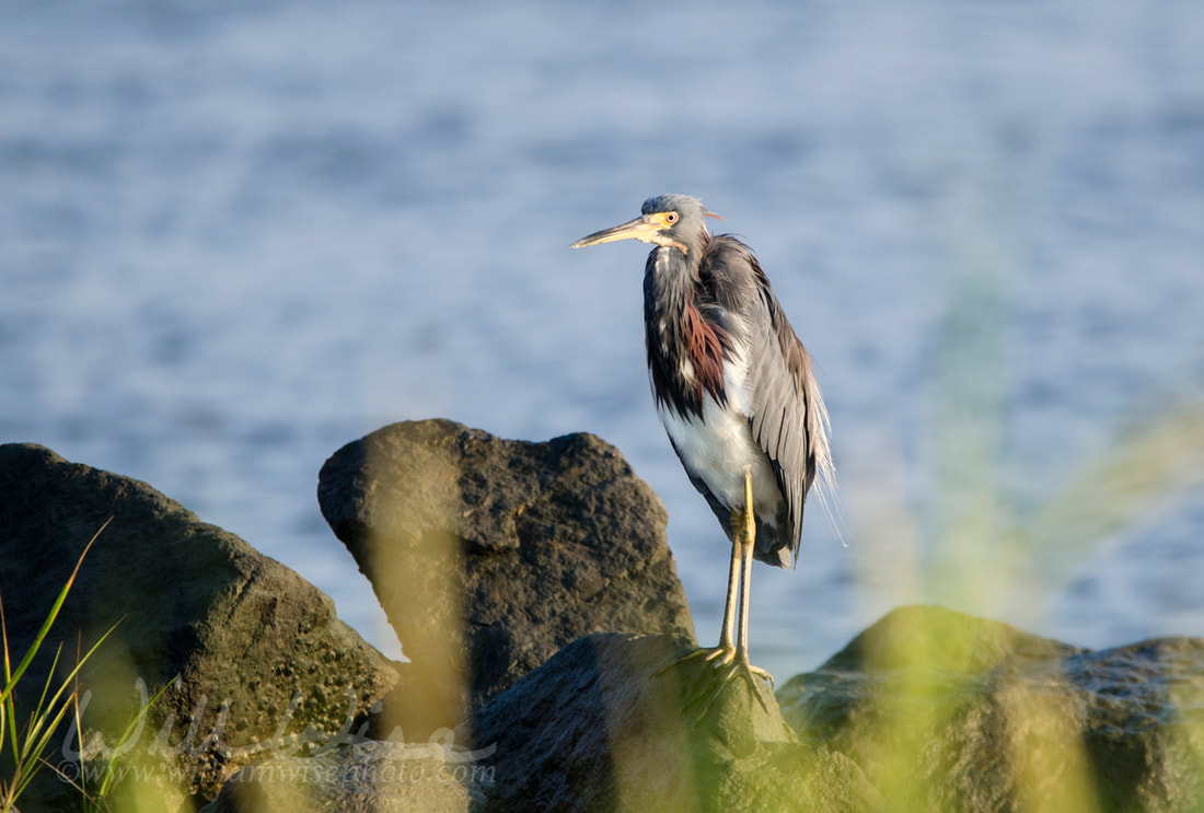 	Tricolored Heron on rocky shore, Hilton Head Island, USA Picture