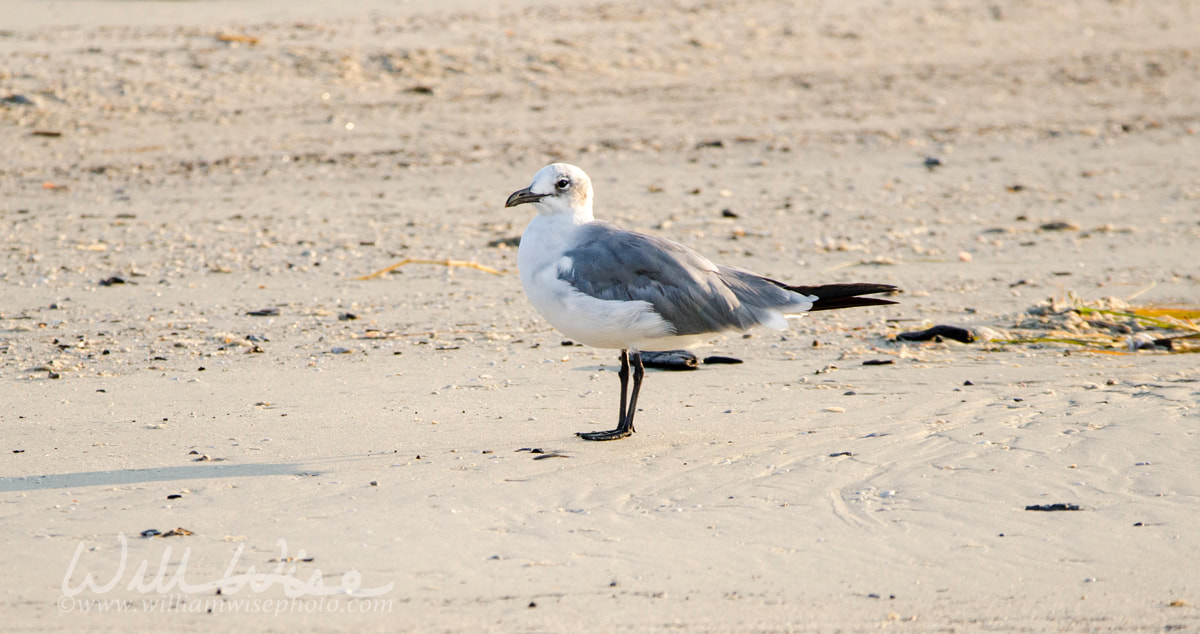 	Laughing Gull bird on sandy beach, Hilton Head Island Picture