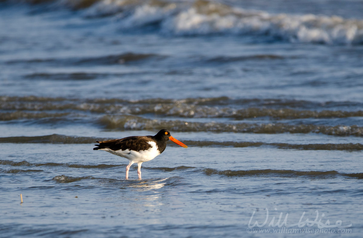 American Oystercatcher on beach, Hilton Head Island Picture