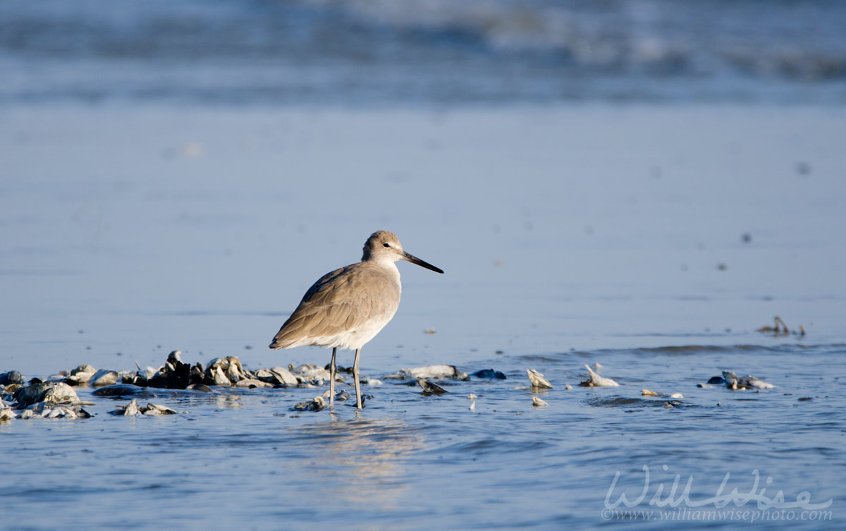 Willet Hilton Head Island Picture