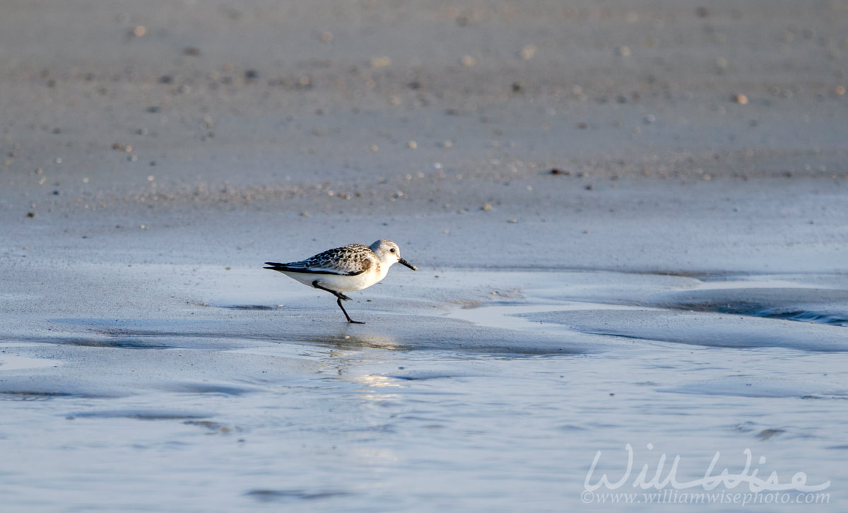 Sanderling shore bird on beach, Hilton Head Island Picture