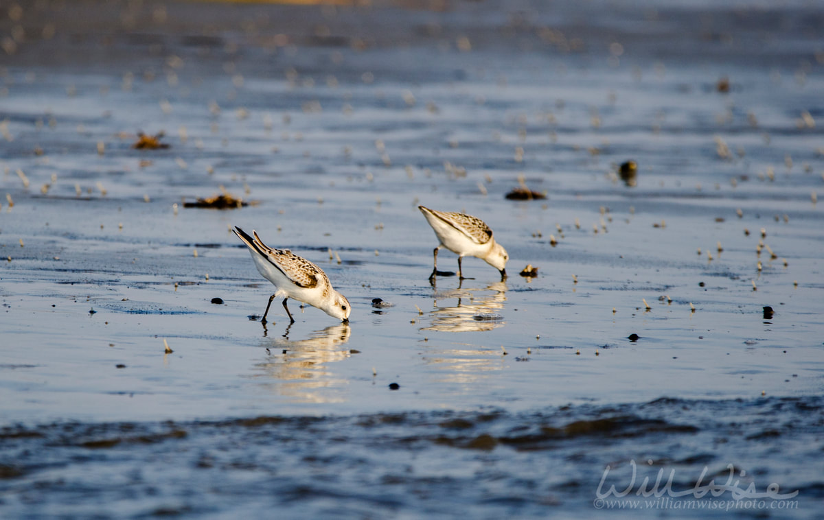 Sanderling Hilton Head Island Beach Picture