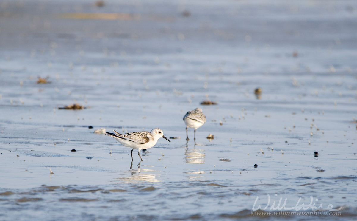 Sanderling shorebirds on beach, Hilton Head Island Picture