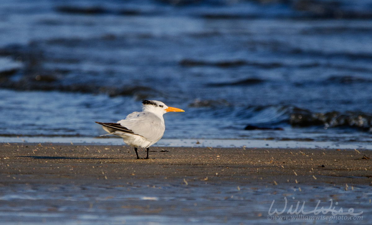 Royal Tern bird on beach, Hilton Head Island Picture