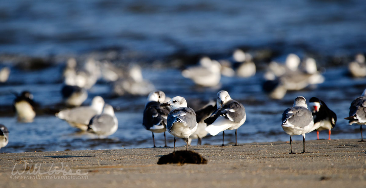 Laughing Gull shorebirds on beach, Hilton Head Island Picture