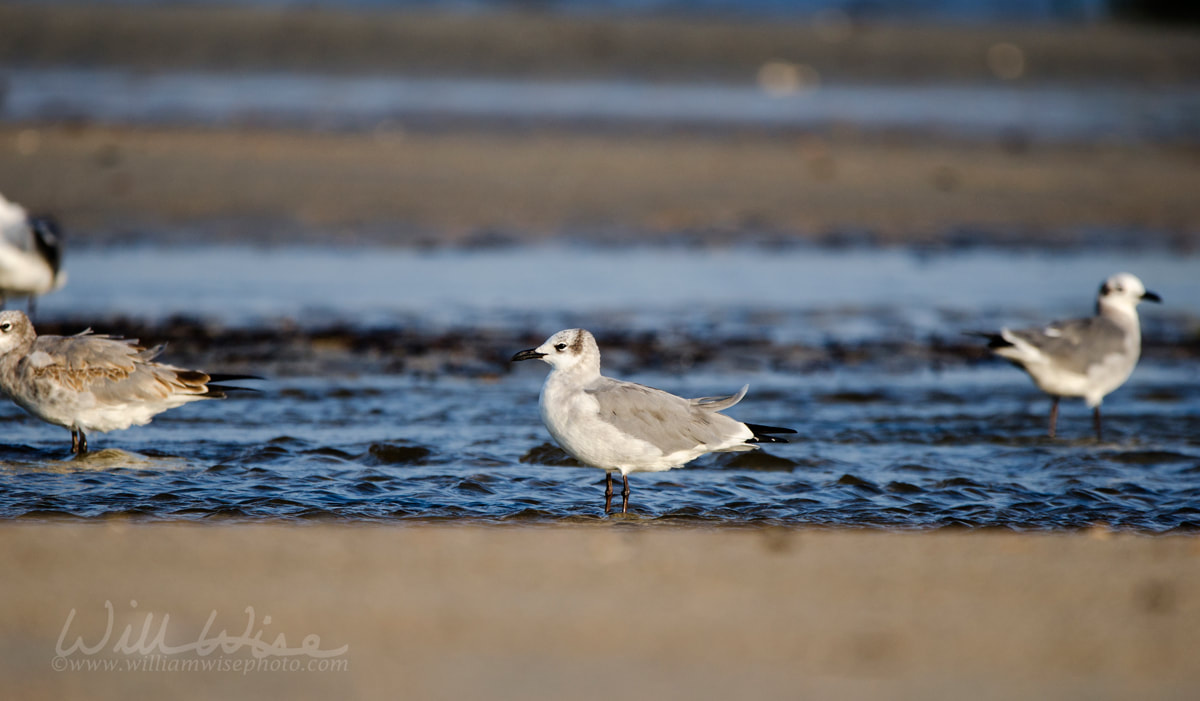 Laughing Gull shorebirds on beach, Hilton Head Island Picture