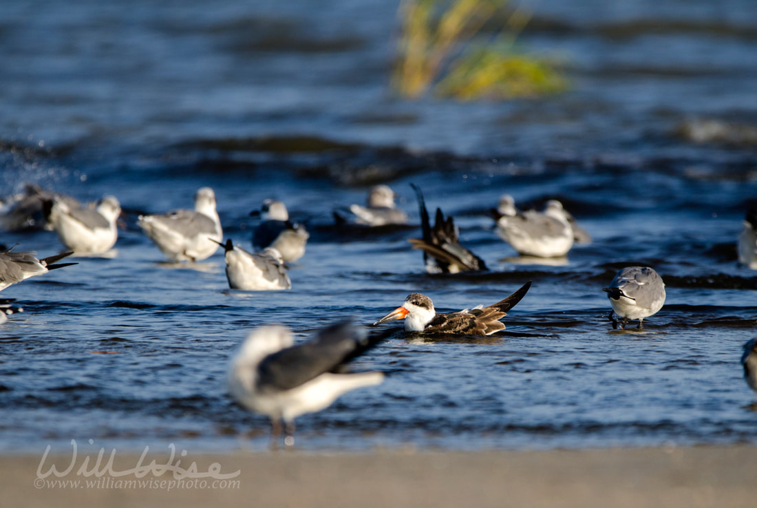 Black Skimmer bird on beach, Hilton Head Island Picture