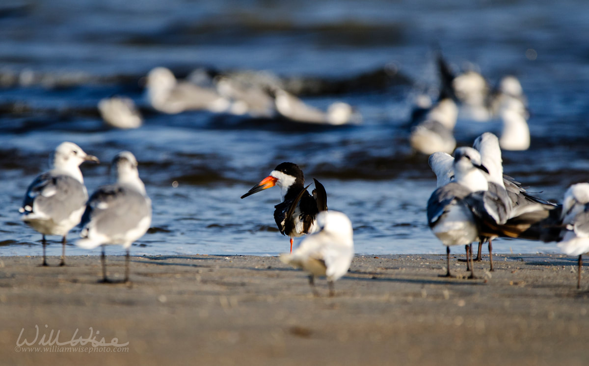 Black Skimmer bird on beach, Hilton Head Island Picture