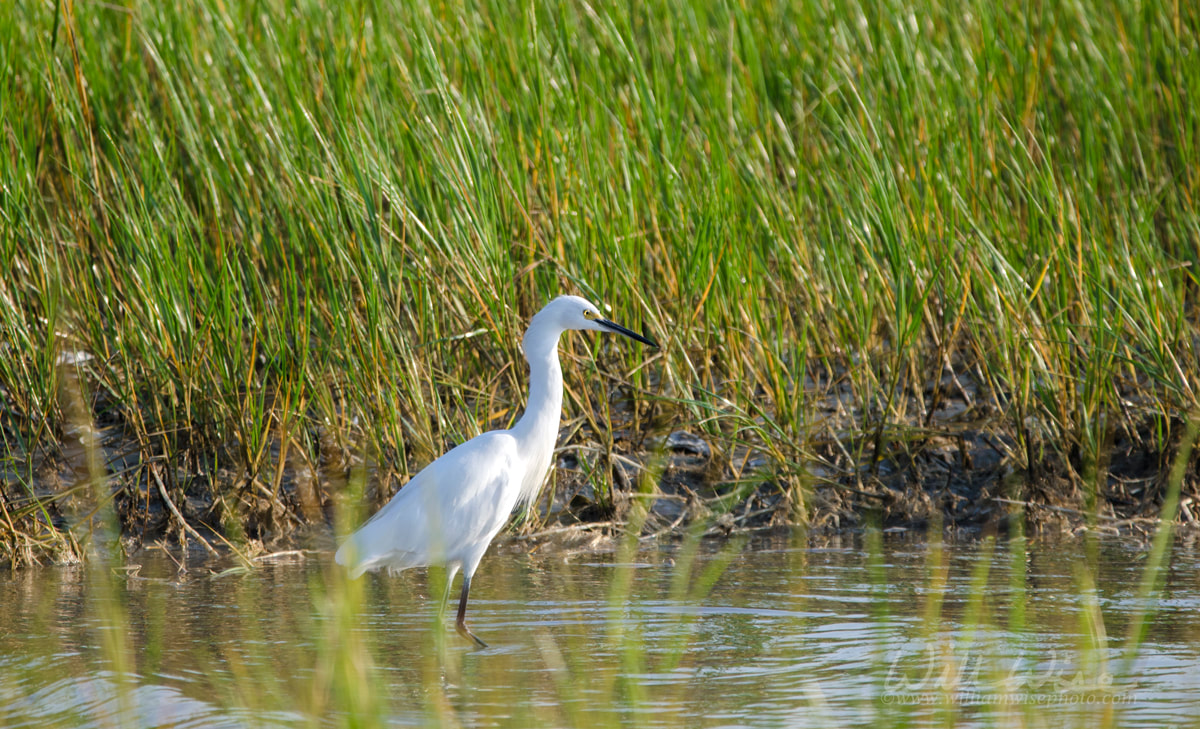 Snowy Egret Hilton Head Island  Picture