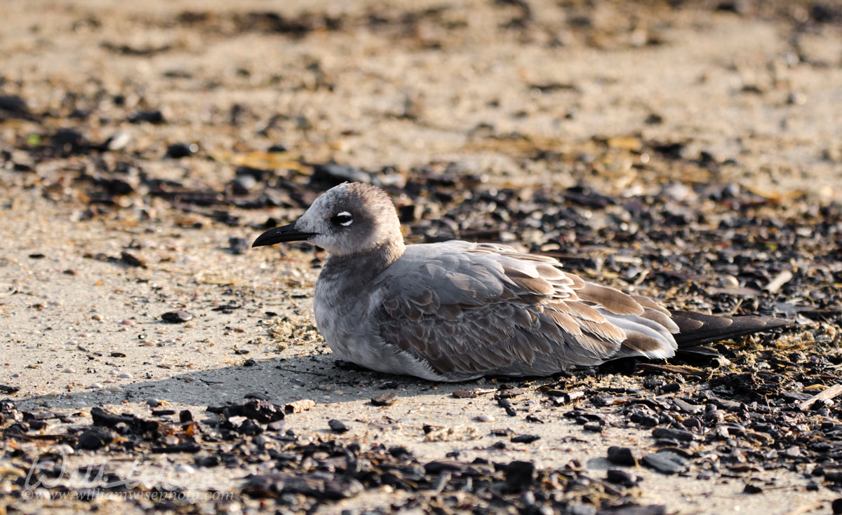 Laughing Gull bird on sandy beach, Hilton Head Island Picture