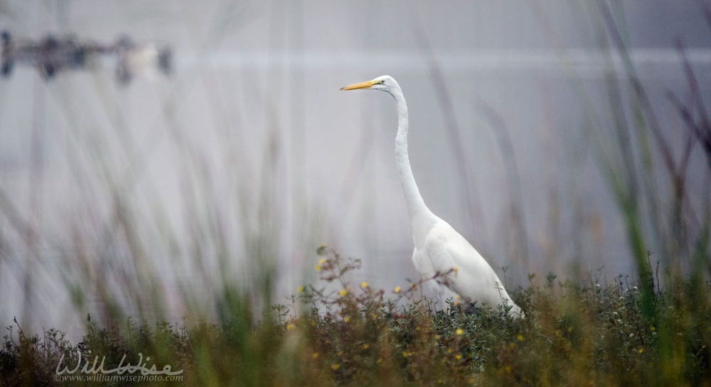 Great Egret in the Fog Picture