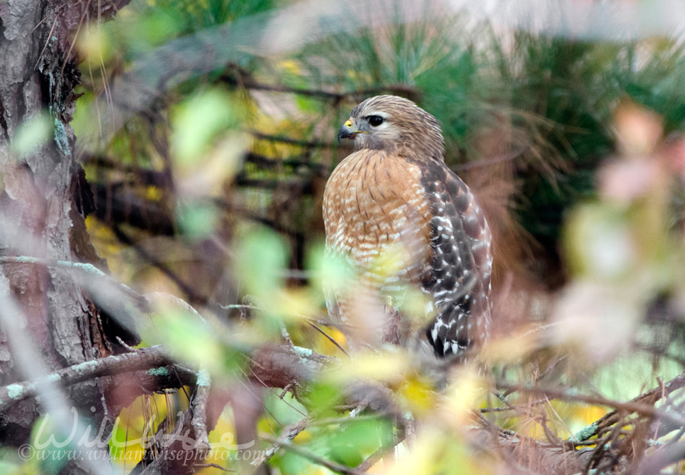 Red-shouldered Hawk perched in tree Picture