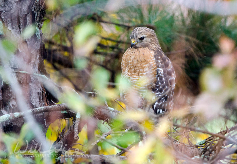 Red-shouldered Hawk perched in tree Picture