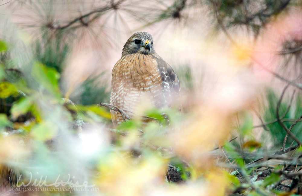 Red-shouldered Hawk perched in tree Picture