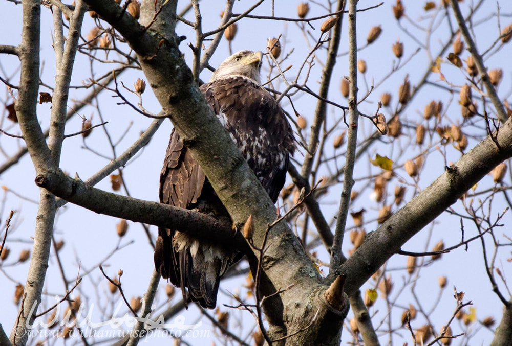 Bald Eagle perched in tree on Conowingo Dam on the Susquehanna River, Maryland, USA Picture