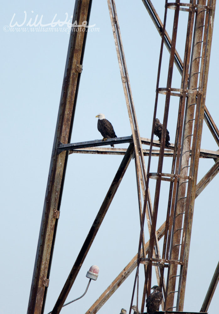 Bald Eagle Picture