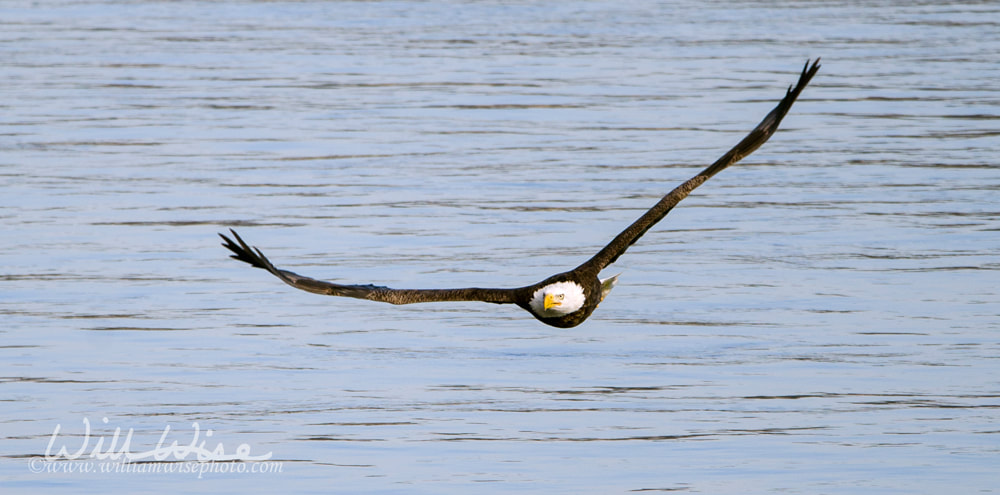 Bald Eagle in flight, Conowingo Dam, Maryland, USA Picture